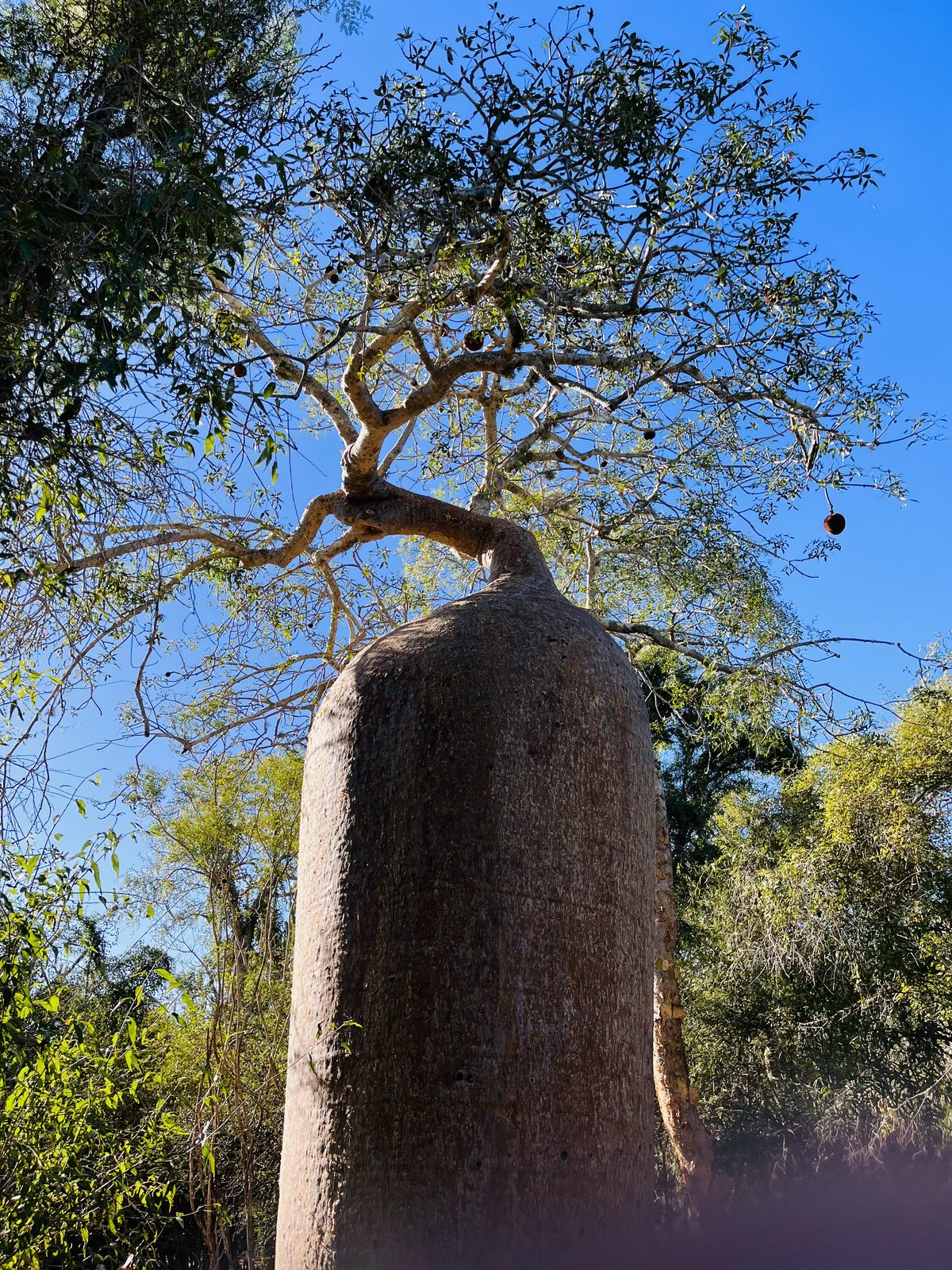Jardin de l'Isle