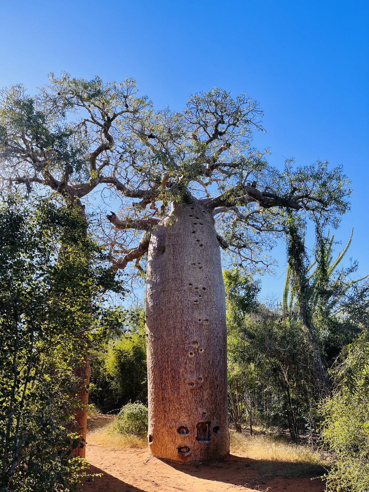 Jardin de l'Isle